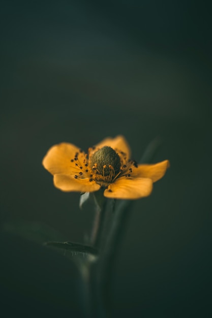 짙은 녹색 흐릿한 배경의 노란색 꽃 Cinquefoil 또는 potentilla