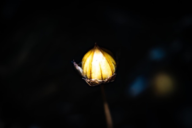 Foto un fiore giallo nel buio