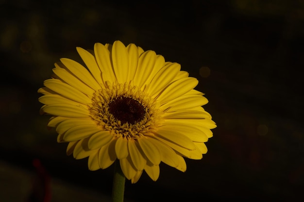 A yellow flower in the dark