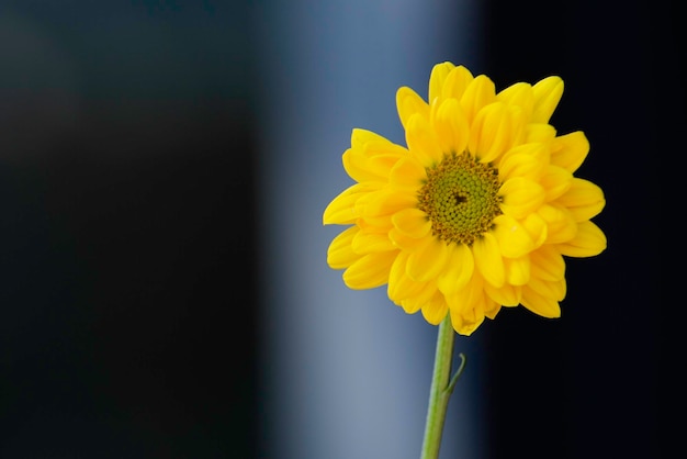 ガラス容器の黄色い花の夜明け