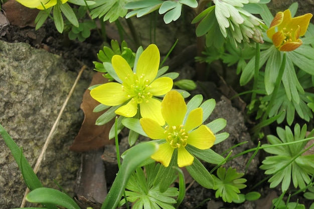 Yellow flower Eranthis erantis spring flower