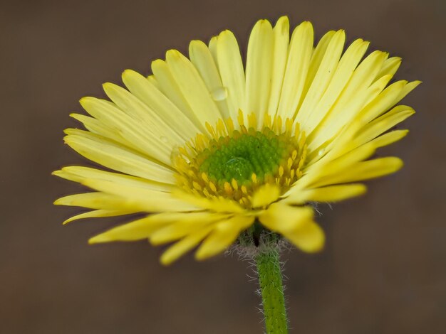 Photo yellow flower of erigeron aureus variety canary bird