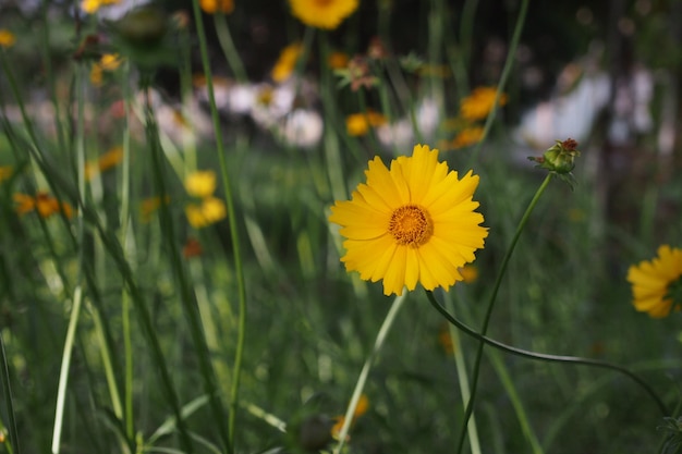 A yellow flower in a field of flowers