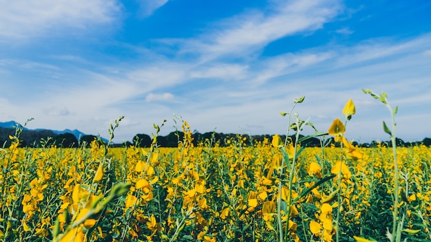 Yellow flower field known as sunn hemp with blue sky background