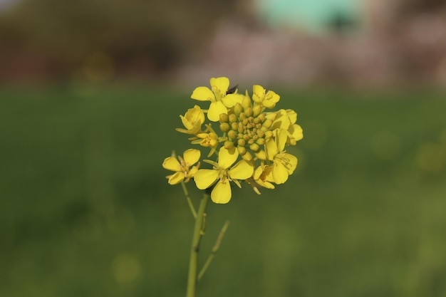 A yellow flower in a field