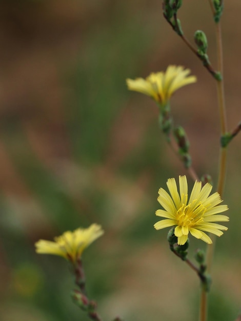 A yellow flower in a field