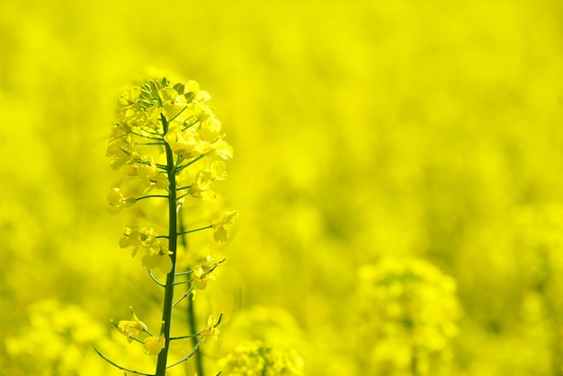 Yellow flower field