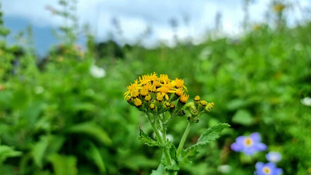 A yellow flower in a field