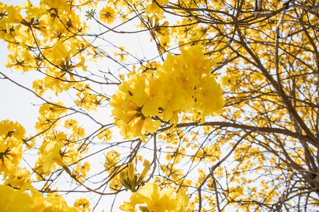 Foto fiore giallo i fiori sono gialli