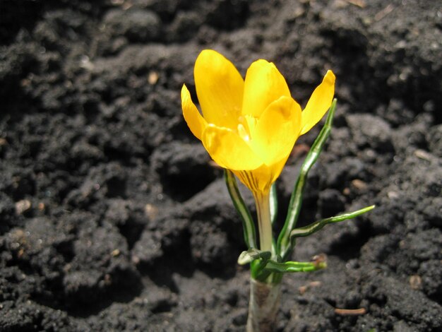 Photo yellow flower in the garden on the bed