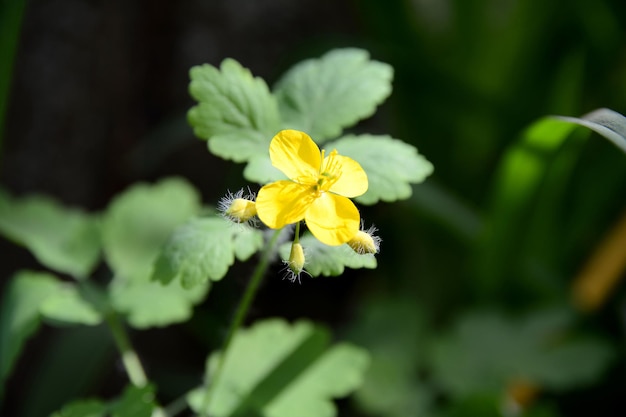 庭の黄色い花緑の背景にセランディンの花