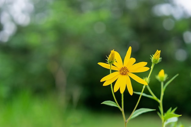 Fiore giallo nel giardino e foglia verde