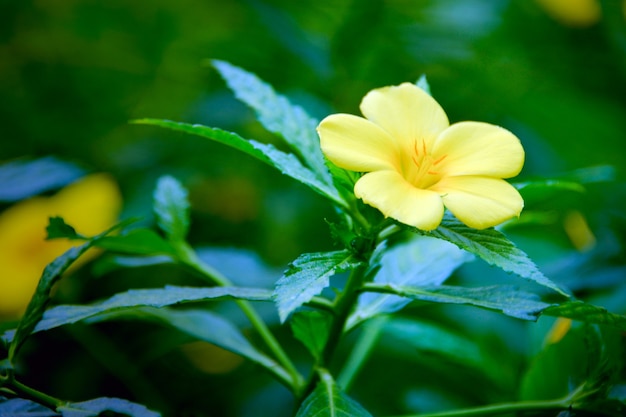 Yellow flower at the garden. Tropical flora. Blossoming Golden Trumpet Vine after the rain