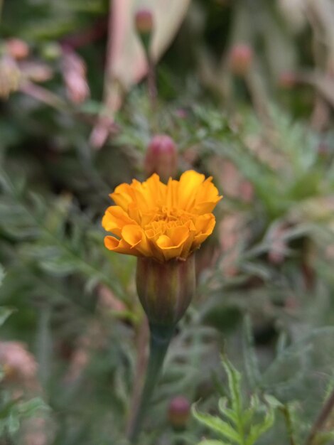 yellow flower in garden with green leaves