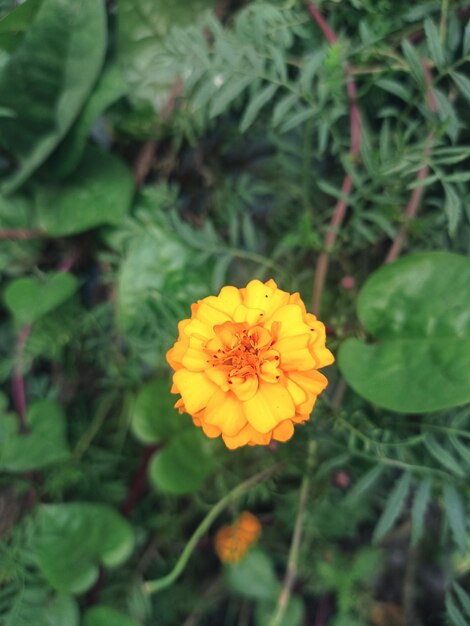 yellow flower in garden with green leaves