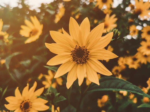 Photo yellow flower in the garden with vintage tone