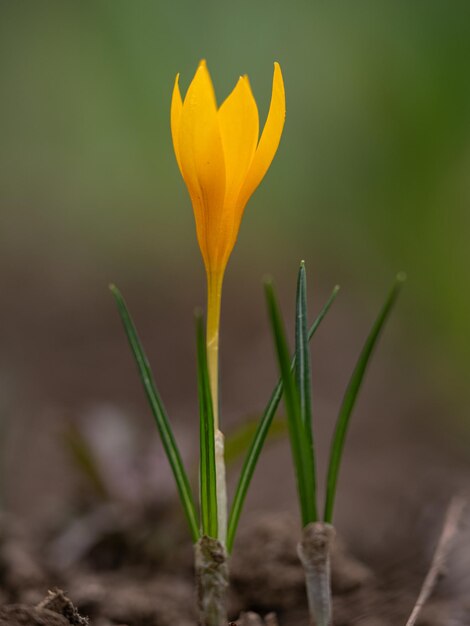 yellow flower in the garden