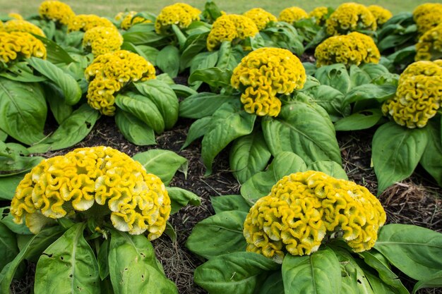 yellow flower in garden