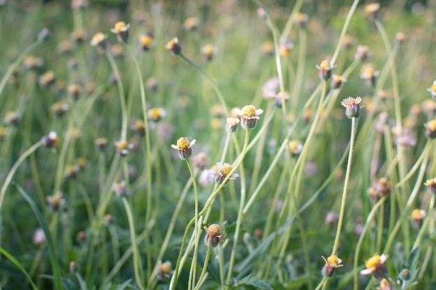 Yellow flower in garden