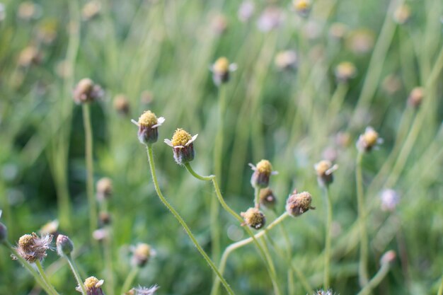 Yellow flower in garden