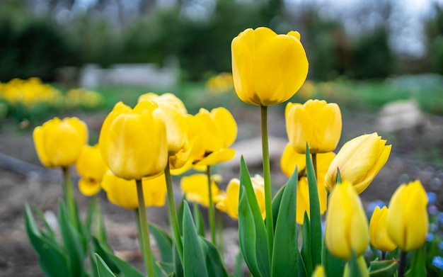 Yellow Flower In Garden