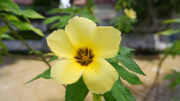 A yellow flower in the garden