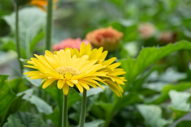 Photo a yellow flower in a garden