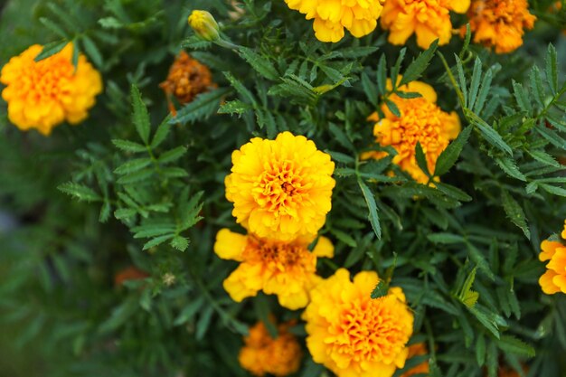 A yellow flower in a garden