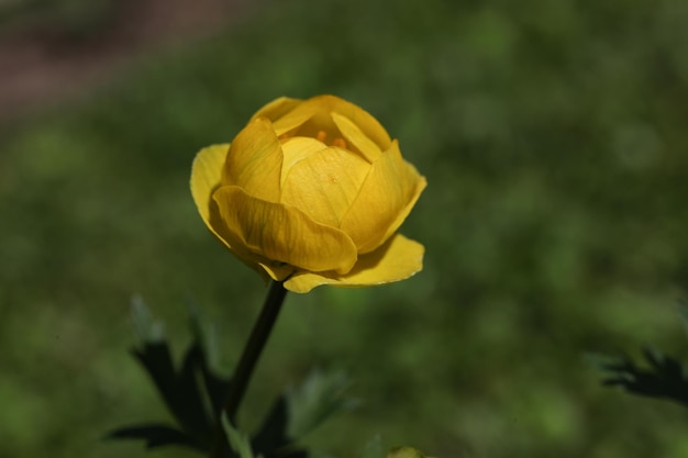 A yellow flower in the garden