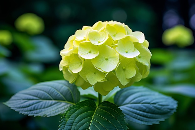 yellow flower in the gardenA hydrangea flower its petals are Yellow
