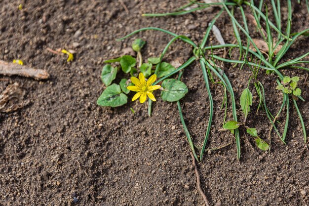 Photo yellow flower grass and soil