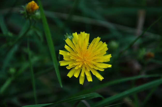 Photo a yellow flower in the grass