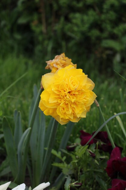 A yellow flower in the grass