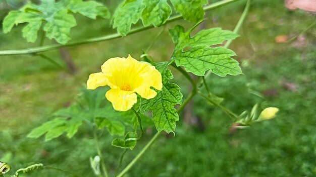 Yellow flower in the grass