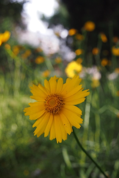 A yellow flower in the grass