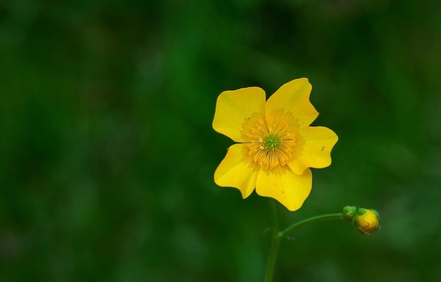 Yellow flower on a green background