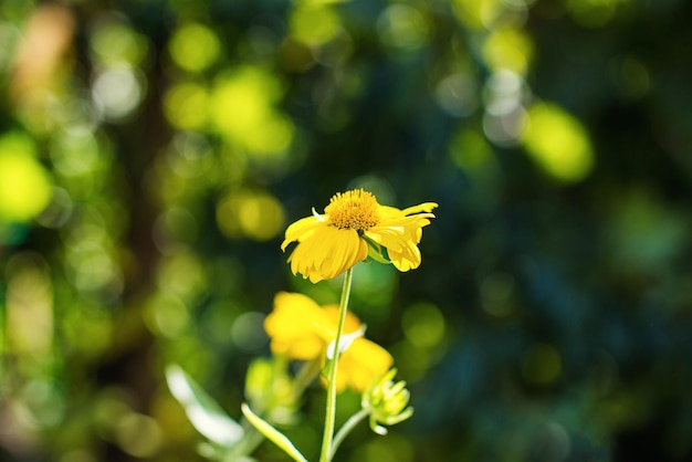 Yellow flower on green background