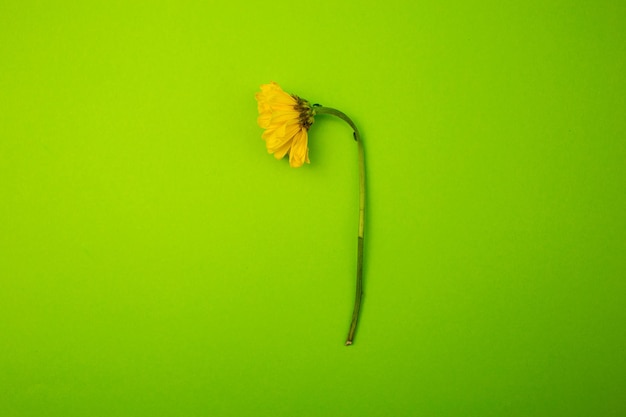 Yellow flower on a green background