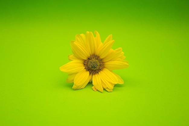 Yellow flower on a green background