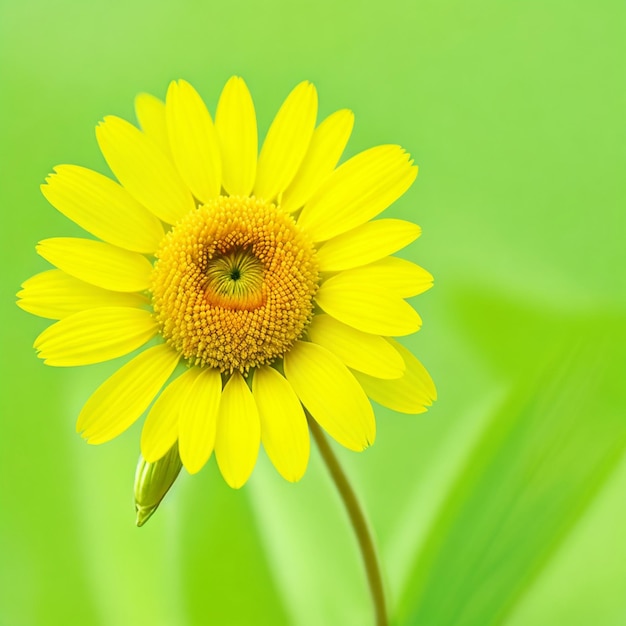 Foto un fiore giallo su sfondo verde