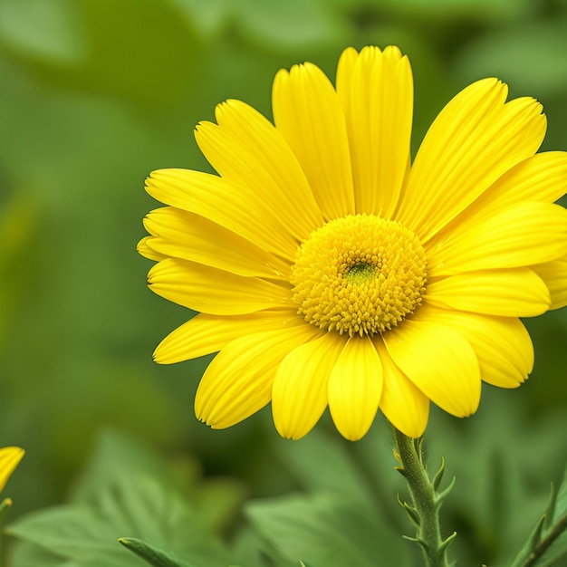 Foto un fiore giallo su sfondo verde