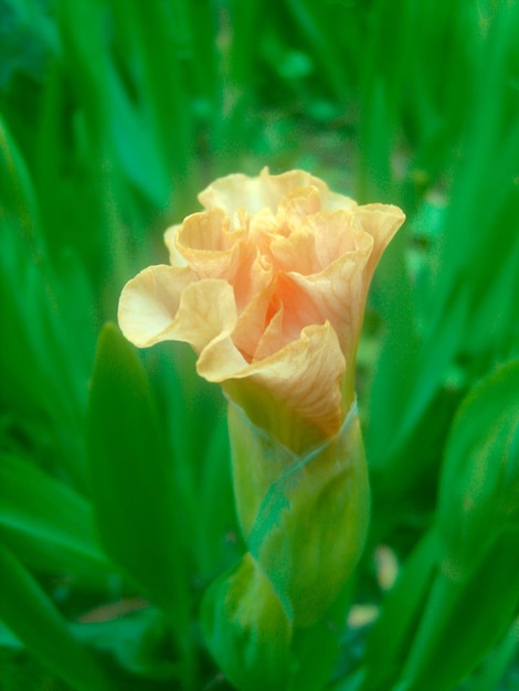 Yellow flower in green foliage photo