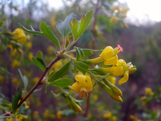 Yellow flower in green foliage photo