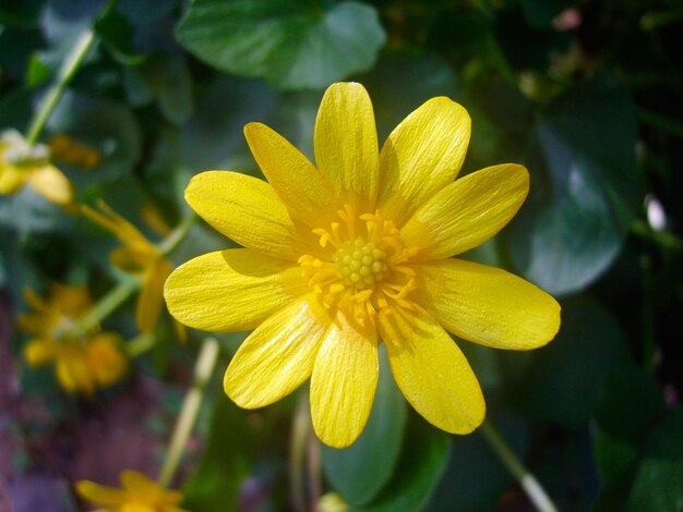 Yellow flower in green foliage photo