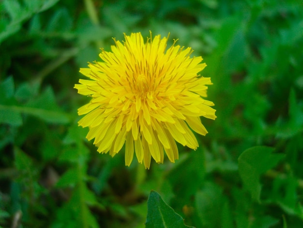 Yellow flower in green foliage photo