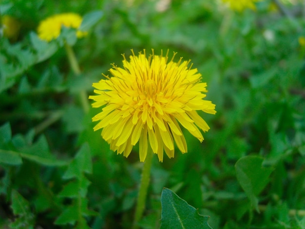 Yellow flower in green foliage photo