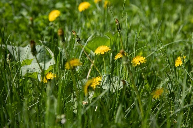 Yellow flower on green garden