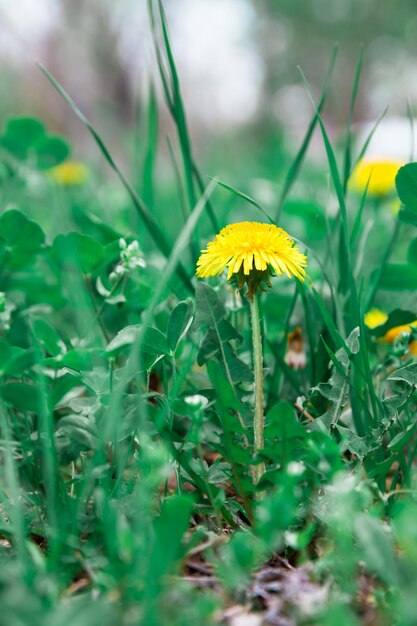 Yellow flower on green garden