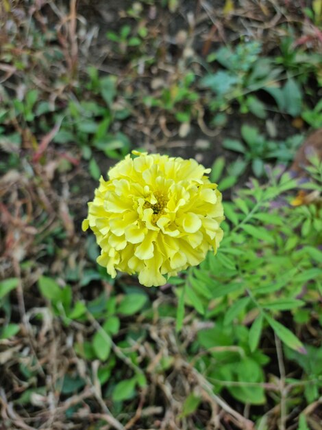 Yellow flower among green grass in the garden