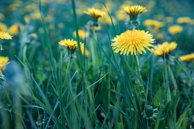 Yellow flower in green grass